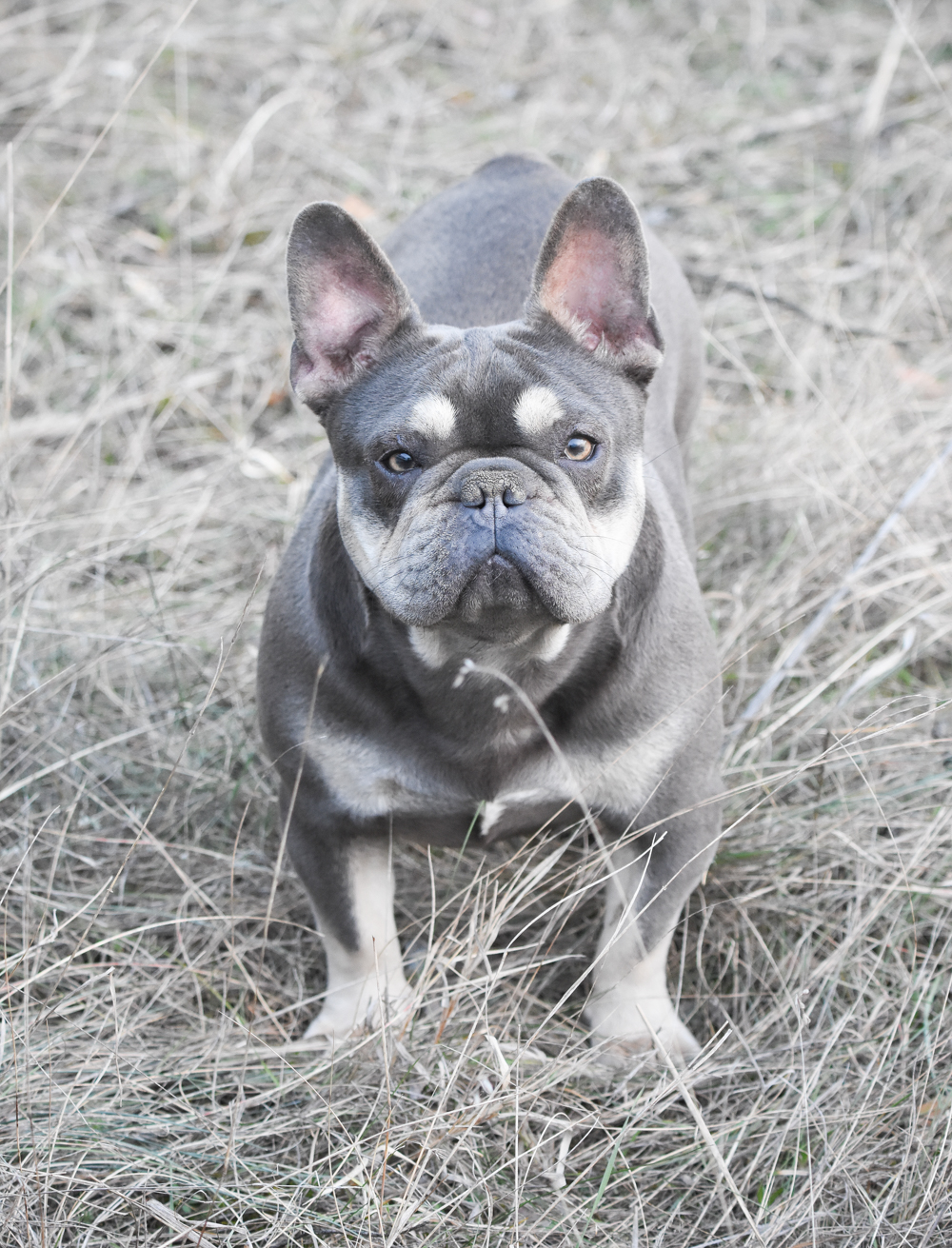French Bulldog Puppies from Europe | VitaBull Kennel